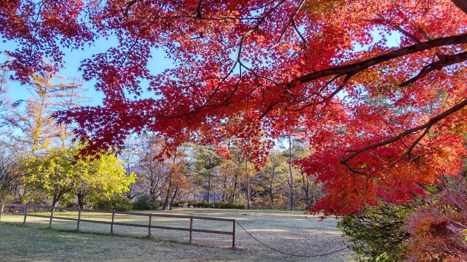 秋の紅葉に染まる庭園