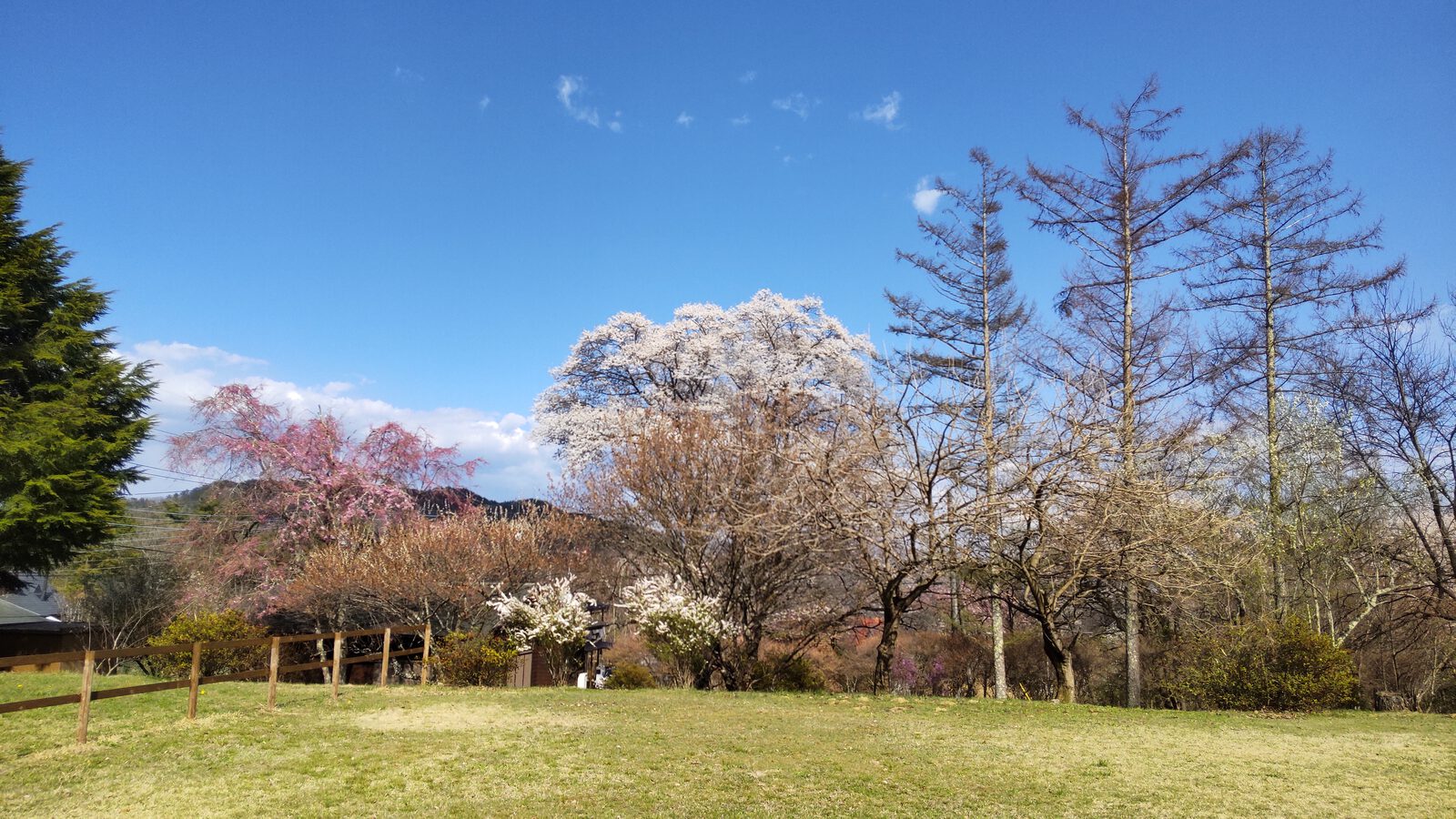 春、桜が咲く約1,000坪のグランドガーデン